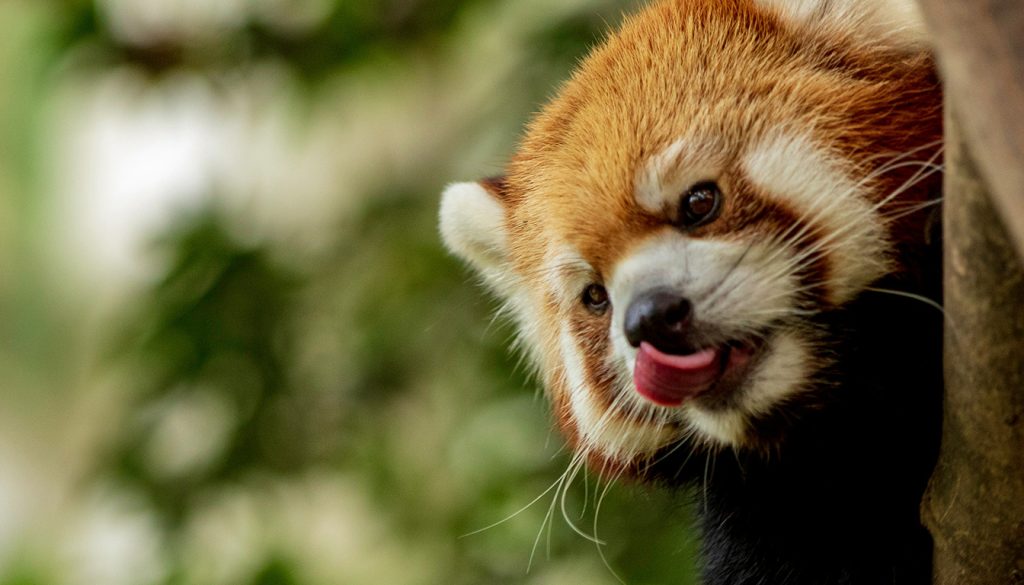 découvrez notre avis complet, les tarifs, la présence des animaux et toutes les infos pratiques pour visiter le zoo touroparc à romanèche-thorins.