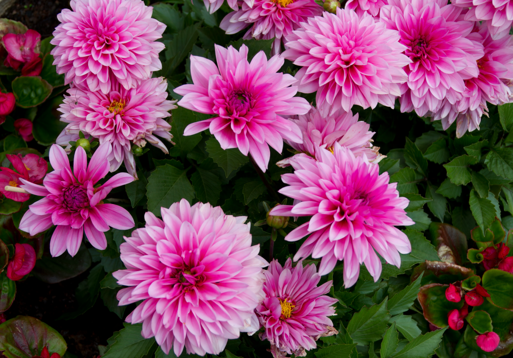 Que signifie la couleur rose — fleurs roses dans un jardin