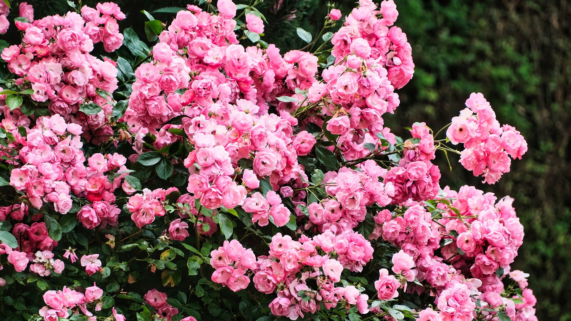 La couleur rose et son histoire cachée : d’une variante du rouge à un manifeste contemporain — fleurs roses dans un jardin